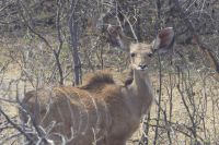 Pirschfahrt im Mahango Park...Kuduweibchen