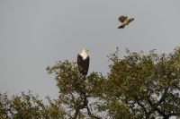 Bootstour Okavango...Schreiseeadler