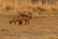 Bootstour Okavango...Wasserbock