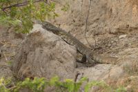 Bootstour Okavango...Waran