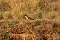 Bootstour Okavango...Sporenkuckuck