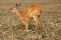 Bootstour Okavango...Buschbock