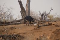 Bootstour Okavango...Rappenantilope