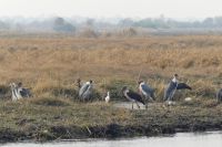 Pirschfahrt Bwabwata NP...Marabus