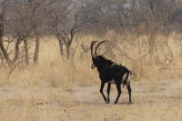 Pirschfahrt Bwabwata NP...Rappenantilope
