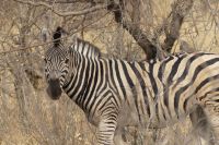 Pirschfahrt Bwabwata NP