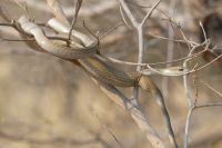 Pirschfahrt Bwabwata NP...Sandrennnatter,