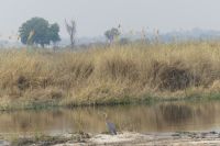 Pirschfahrt Bwabwata NP...Goliathreiher