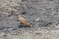 Pirschfahrt Bwabwata NP...Hammerkopf