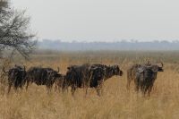 Pirschfahrt Bwabwata NP