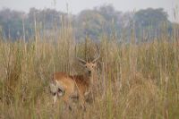 Bootstour Kwando...Moorantilope