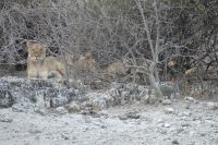 Morgenpirsch im Chobe NP 