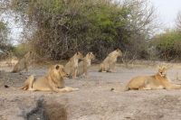 Morgenpirsch im Chobe NP 