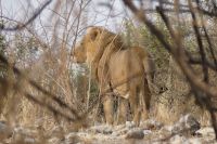 Morgenpirsch im Chobe NP 