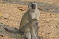 Morgenpirsch im Chobe NP...Meerkatzen bei der Kaffeepause