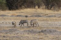 Morgenpirsch im Chobe NP 