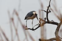 Morgenpirsch im Chobe NP...Marabu
