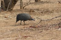 Morgenpirsch im Chobe NP...Perlhuhn