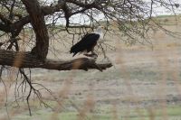 Morgenpirsch im Chobe NP...Schreiseeadler