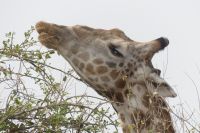 Morgenpirsch im Chobe NP 