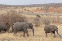 Morgenpirsch im Chobe NP 
