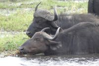 Bootstour auf dem Chobe