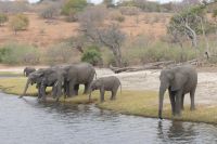 Bootstour auf dem Chobe