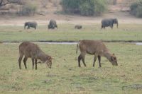 Bootstour auf dem Chobe