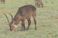 Bootstour auf dem Chobe...Wasserbock