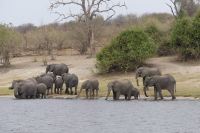 Bootstour auf dem Chobe