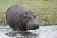 Bootstour auf dem Chobe