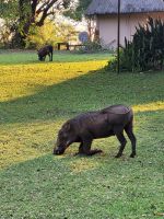 006  Chobe Safari Lodge
