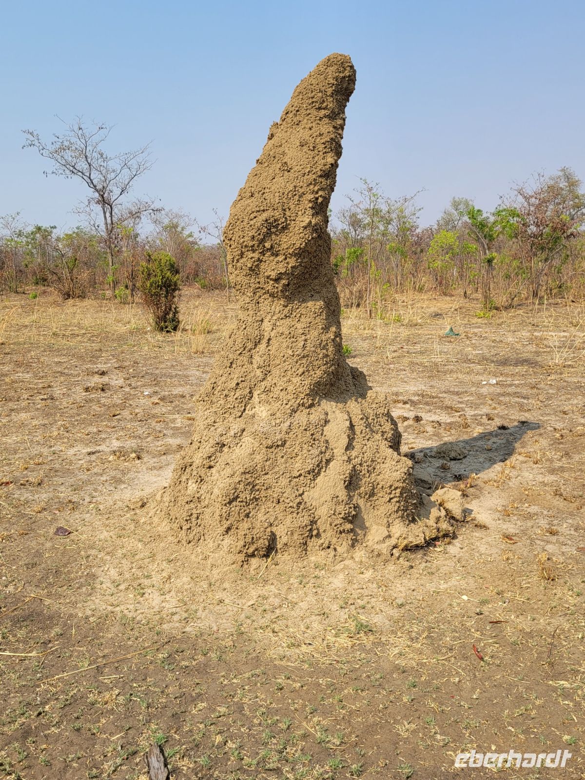 009 Termitenhügel