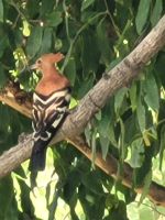 034 Thamalakane River Lodge