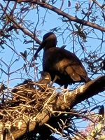 038 Thamalakane River Lodge