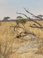 041 Picknick bei der Shokomoka Lodge
