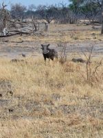 043 Moremi Game Reserve