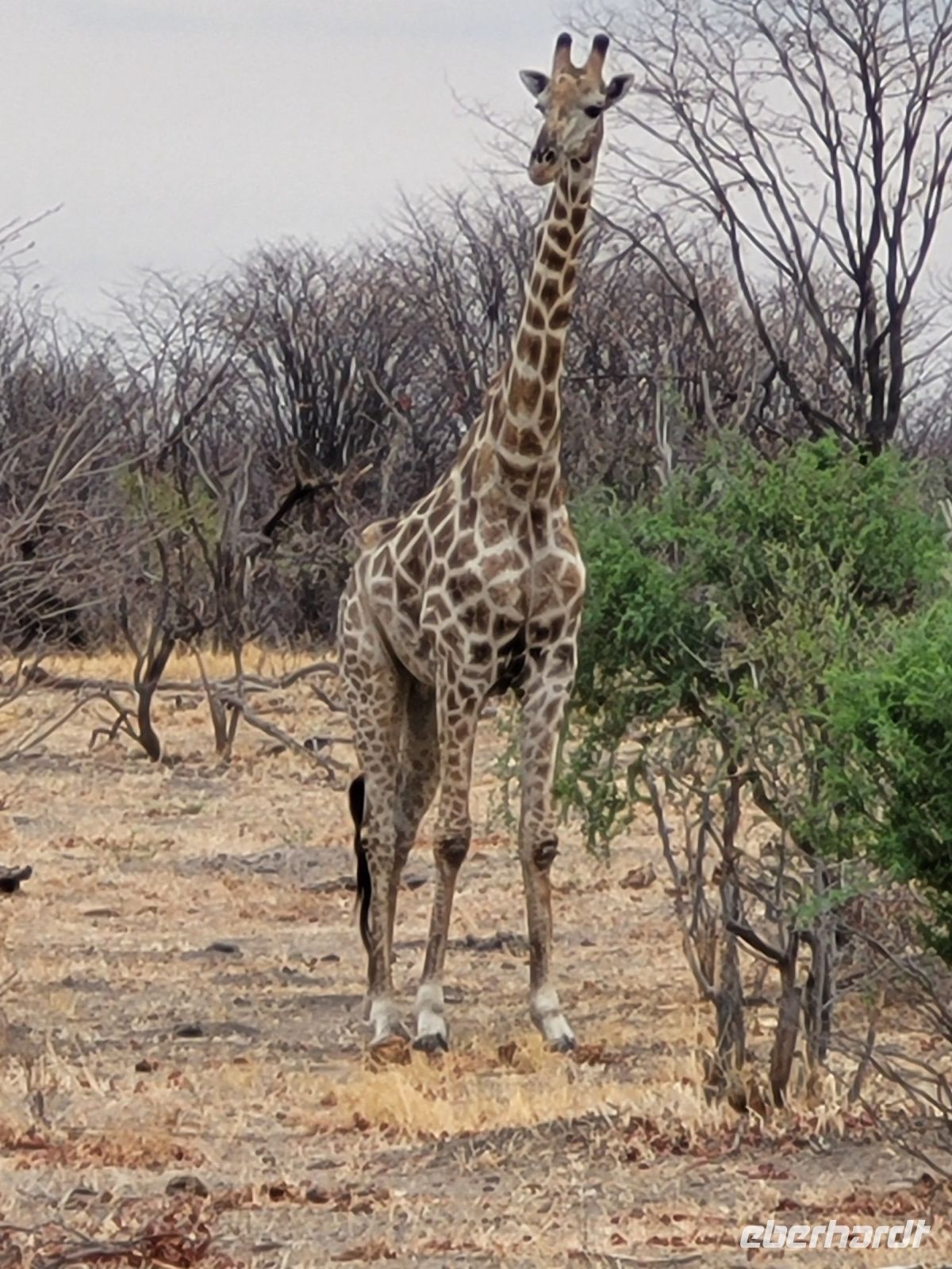 044 Moremi Game Reserve