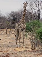 044 Moremi Game Reserve