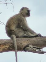 047 Moremi Game Reserve