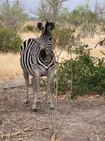 048 Moremi Game Reserve