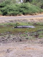 050 Moremi Game Reserve