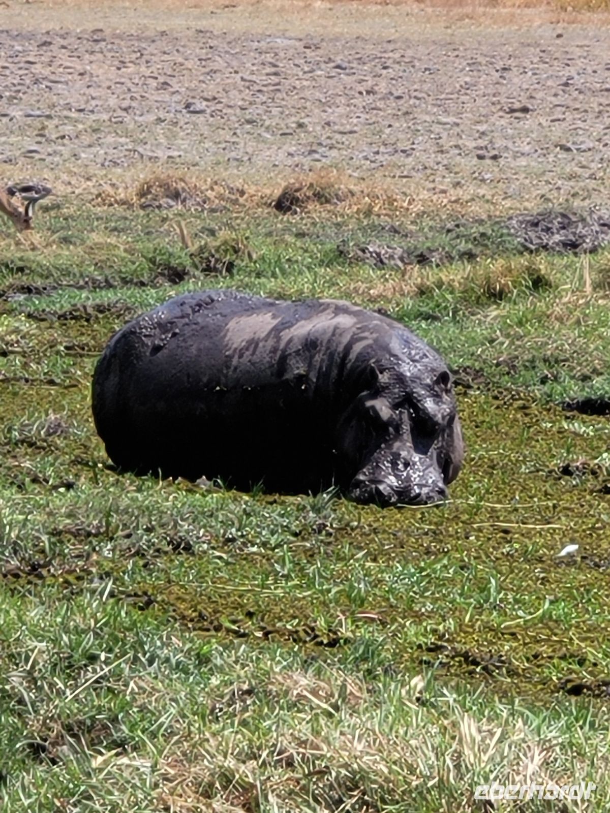 051 Moremi Game Reserve