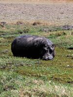 051 Moremi Game Reserve