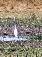 054 Moremi Game Reserve