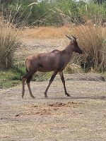 056 Moremi Game Reserve