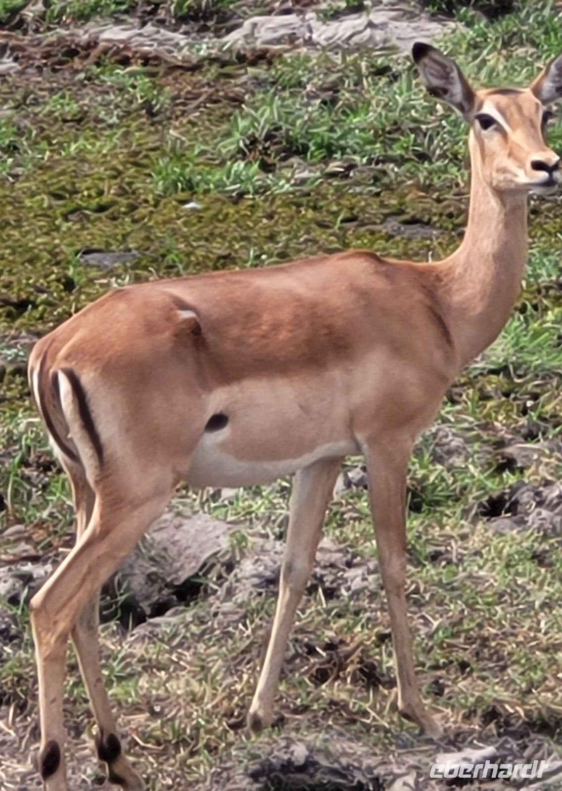 057 Moremi Game Reserve