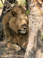 058 Moremi Game Reserve