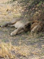 059 Moremi Game Reserve