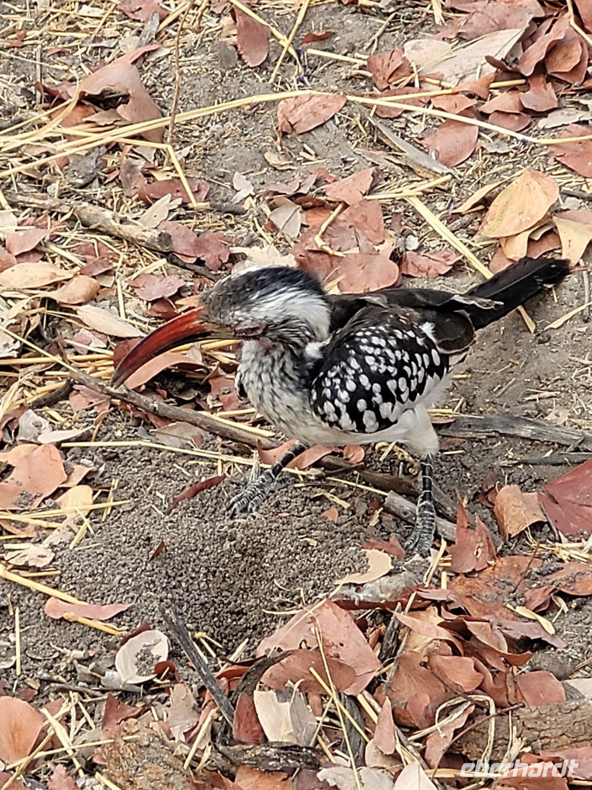 060 Moremi Game Reserve